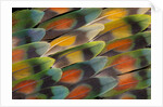 Tail feather design and pattern of many varities of Lovebirds by Anonymous