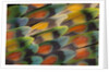 Tail feather design and pattern of many varities of Lovebirds by Anonymous