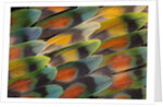 Tail feather design and pattern of many varities of Lovebirds by Anonymous