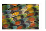 Tail feather design and pattern of many varities of Lovebirds by Anonymous