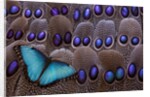 Blue Morpho resting on tail feather design of the Grey's Peacock Pheasant by Anonymous