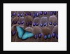 Blue Morpho resting on tail feather design of the Grey's Peacock Pheasant by Anonymous