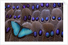 Blue Morpho resting on tail feather design of the Grey's Peacock Pheasant by Anonymous