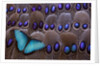 Blue Morpho resting on tail feather design of the Grey's Peacock Pheasant by Anonymous