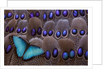 Blue Morpho resting on tail feather design of the Grey's Peacock Pheasant by Anonymous