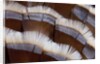 Tail feather design of Lavender Turkey by Anonymous