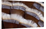 Tail feather design of Lavender Turkey by Anonymous