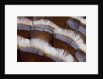 Tail feather design of Lavender Turkey by Anonymous