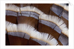 Tail feather design of Lavender Turkey by Anonymous