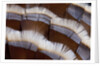 Tail feather design of Lavender Turkey by Anonymous