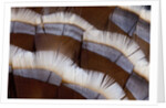 Tail feather design of Lavender Turkey by Anonymous