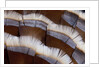 Tail feather design of Lavender Turkey by Anonymous