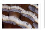 Tail feather design of Lavender Turkey by Anonymous