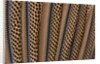 The beautiful wing feathers of Argus Phesant by Anonymous
