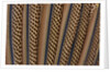 The beautiful wing feathers of Argus Phesant by Anonymous