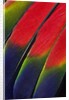 Main central wing feathers of Amazon Parrot by Anonymous