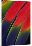 Main central wing feathers of Amazon Parrot by Anonymous