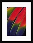 Main central wing feathers of Amazon Parrot by Anonymous