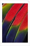 Main central wing feathers of Amazon Parrot by Anonymous