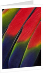 Main central wing feathers of Amazon Parrot by Anonymous