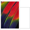 Main central wing feathers of Amazon Parrot by Anonymous