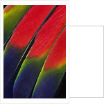 Main central wing feathers of Amazon Parrot by Anonymous