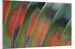 Tail feathers fanned out Lovebird by Anonymous