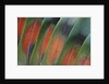 Tail feathers fanned out Lovebird by Anonymous