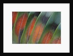 Tail feathers fanned out Lovebird by Anonymous