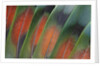 Tail feathers fanned out Lovebird by Anonymous