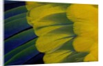 Fanned out wing feathers in blue, green and yellow of Sun Conure by Anonymous