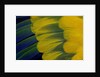 Fanned out wing feathers in blue, green and yellow of Sun Conure by Anonymous