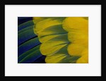 Fanned out wing feathers in blue, green and yellow of Sun Conure by Anonymous