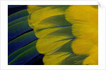 Fanned out wing feathers in blue, green and yellow of Sun Conure by Anonymous