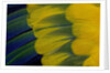 Fanned out wing feathers in blue, green and yellow of Sun Conure by Anonymous