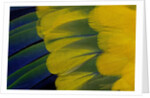 Fanned out wing feathers in blue, green and yellow of Sun Conure by Anonymous