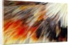 Colorful feathers of Collared Aracari by Anonymous