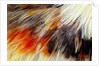 Colorful feathers of Collared Aracari by Anonymous