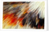Colorful feathers of Collared Aracari by Anonymous