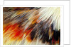 Colorful feathers of Collared Aracari by Anonymous