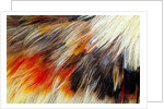 Colorful feathers of Collared Aracari by Anonymous