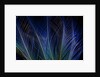 Display feathers of Blue Bird of Paradise by Anonymous