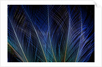 Display feathers of Blue Bird of Paradise by Anonymous