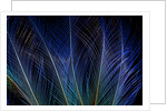 Display feathers of Blue Bird of Paradise by Anonymous