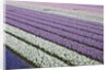Rows of colorful Hyacinths grown as crop in Lisse, Netherlands (Holland) by Anonymous