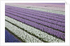 Rows of colorful Hyacinths grown as crop in Lisse, Netherlands (Holland) by Anonymous