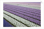 Rows of colorful Hyacinths grown as crop in Lisse, Netherlands (Holland) by Anonymous