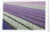 Rows of colorful Hyacinths grown as crop in Lisse, Netherlands (Holland) by Anonymous