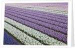 Rows of colorful Hyacinths grown as crop in Lisse, Netherlands (Holland) by Anonymous