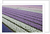 Rows of colorful Hyacinths grown as crop in Lisse, Netherlands (Holland) by Anonymous